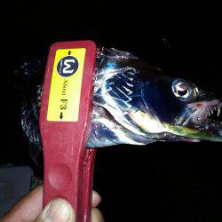 近場にも、タチウオが来たあ!