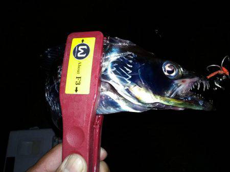 近場にも、タチウオが来たあ!