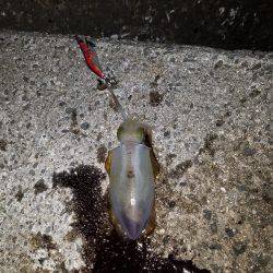 初めての秋アオリ