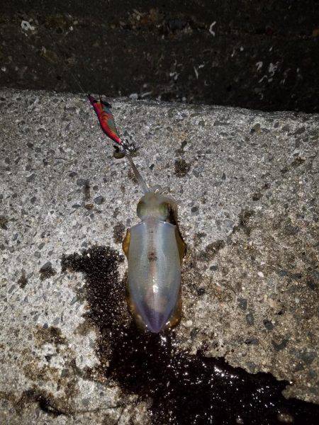 初めての秋アオリ