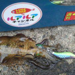 アオリイカ成長中！！