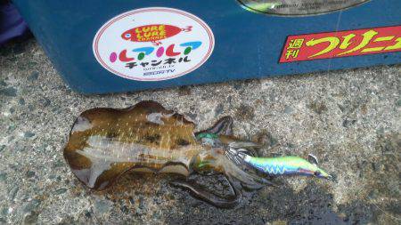 アオリイカ成長中！！