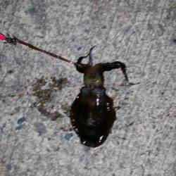 今年初エギング