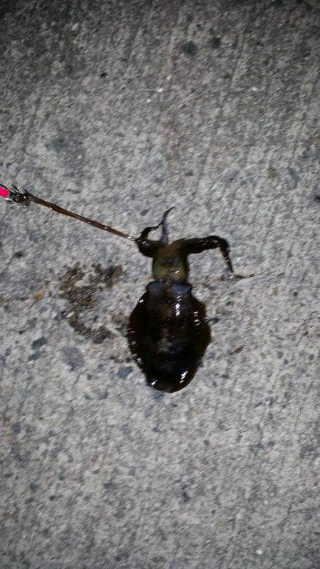 今年初エギング