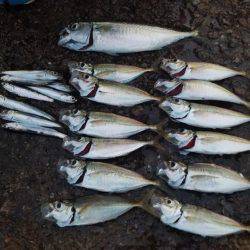 南港魚釣公園にてファミリーフィッシング