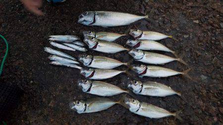 南港魚釣公園にてファミリーフィッシング