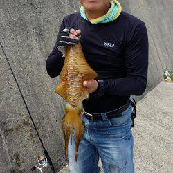 アオリイカ親もまだいる