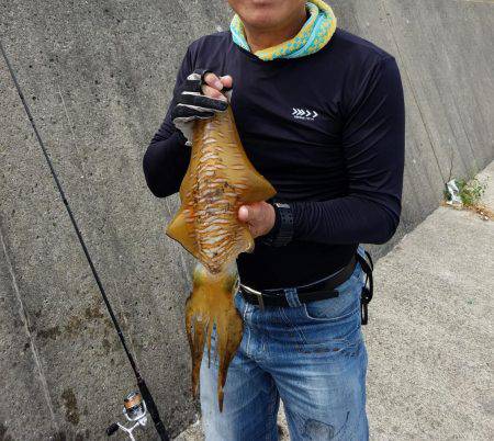 アオリイカ親もまだいる