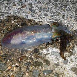 アオリイカ調査