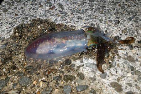 アオリイカ調査