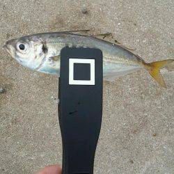 Ｄａｙアジング