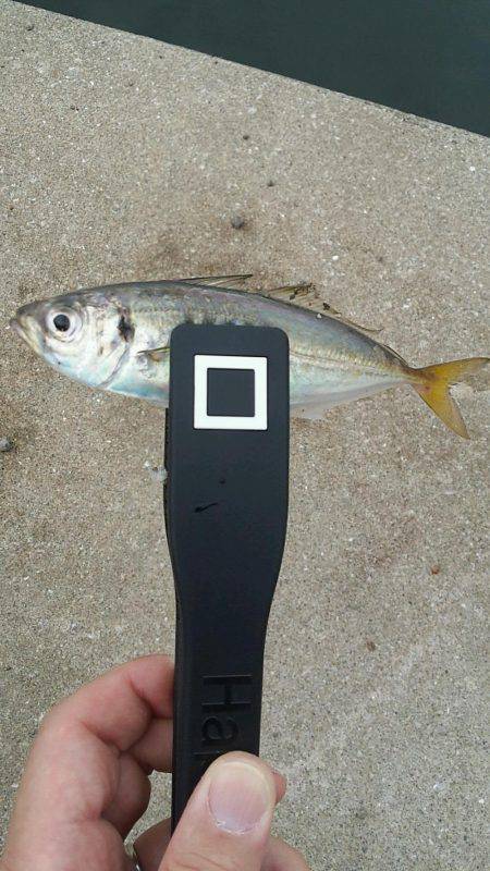 Ｄａｙアジング