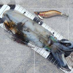 陸っぱりエギング