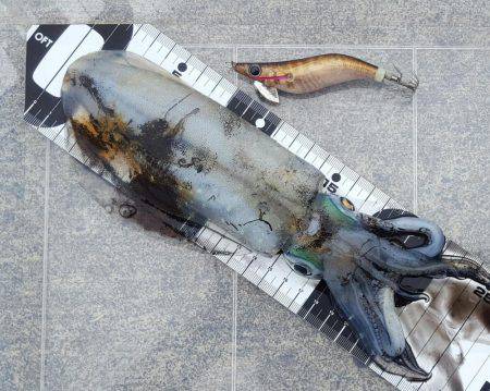 陸っぱりエギング