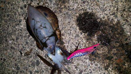 エギング＆ちょい投げで晩御飯確保