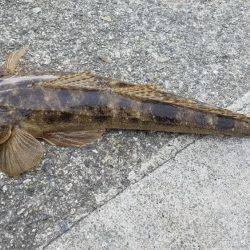 エギングのはずが…