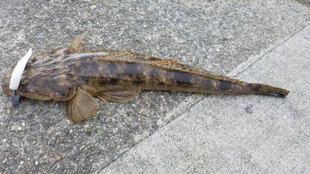 エギングのはずが…