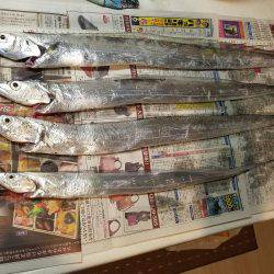 タチウオは何処に…