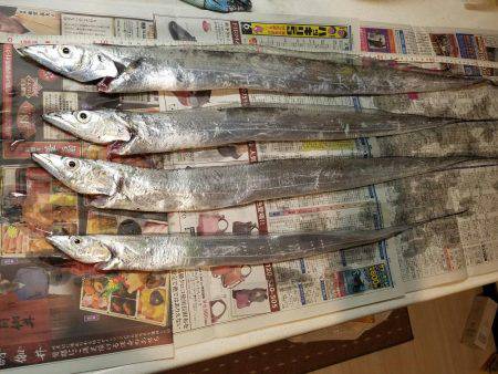 タチウオは何処に…