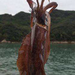 新子エギング！