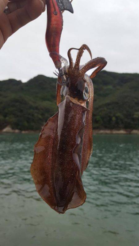 新子エギング！