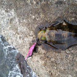 ちょっとエギング