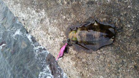 ちょっとエギング