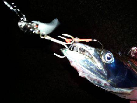 台風直後、様子見に来ました。