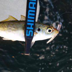 入れ食いアジング♪