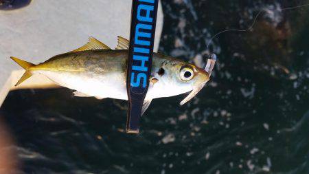 入れ食いアジング♪