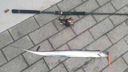 コスモスクエアにてタチウオ