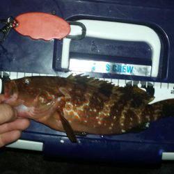 ロックフィッシュ