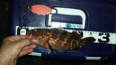 ロックフィッシュ