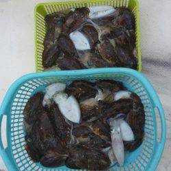 アオリイカ調査