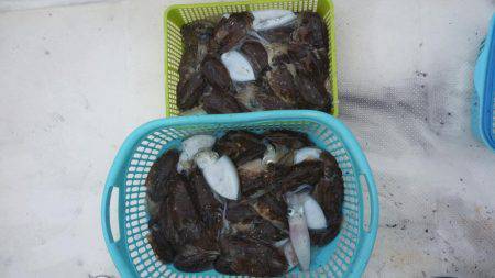 アオリイカ調査