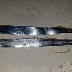 コスモスクエアにてタチウオpart.2