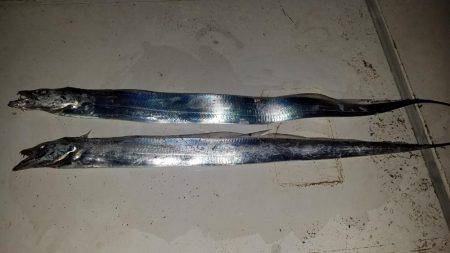 コスモスクエアにてタチウオpart.2