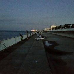 早朝サゴシ　1時間で4匹ゲット！