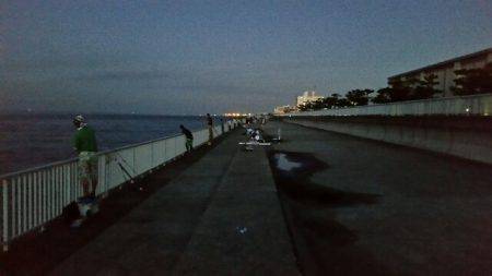 早朝サゴシ　1時間で4匹ゲット！