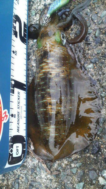 曇りのち雨時々大雨