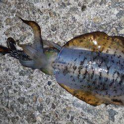 ナイトエギング