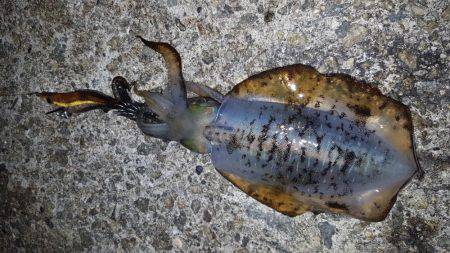 ナイトエギング