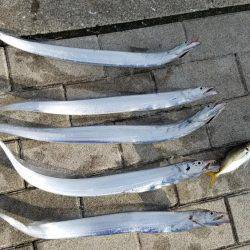 コスモスクエアにてタチウオpart.3