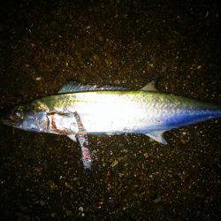 大蔵海岸でサゴシ&ツバス