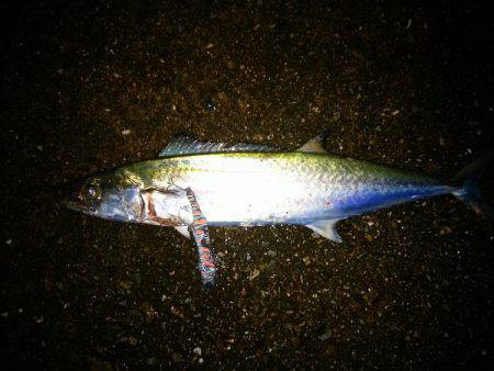 大蔵海岸でサゴシ&ツバス