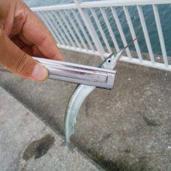 大蔵海岸でえんぴつサヨリ&アオリイカの新子