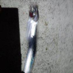 アオリイカ・太刀魚・剣先イカ