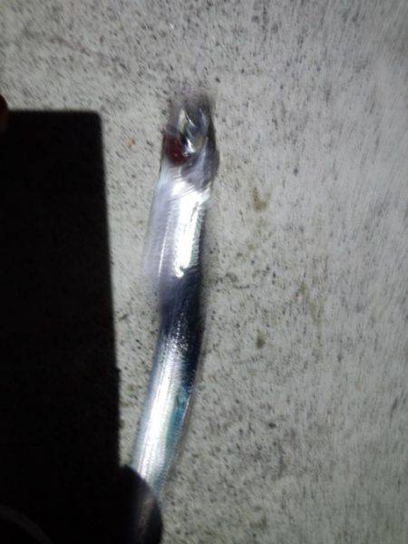 アオリイカ・太刀魚・剣先イカ