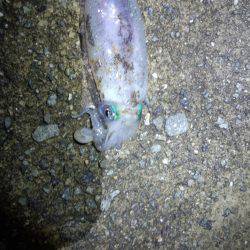 とんかつサイズアオリイカ