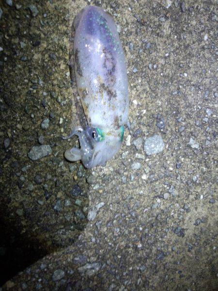 とんかつサイズアオリイカ